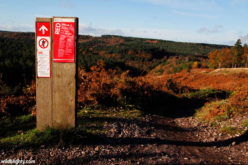 Top of the Lower Cliff descent, Cannock Chase.