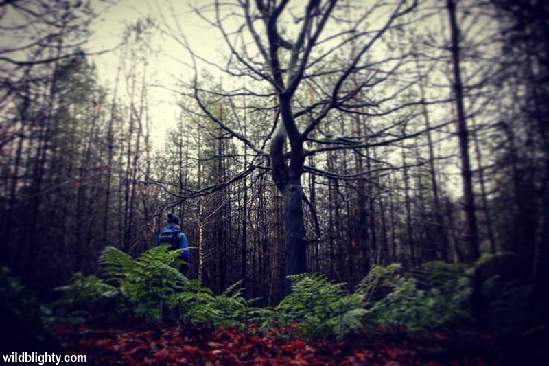 Ferns and trees whilst walking in Delamere Forest