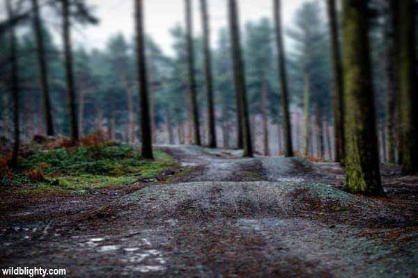 Jumps at Manley Hill Bike Park in Delamere Forest.