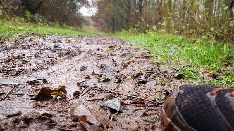 The Delamere Wild Trail in winter 