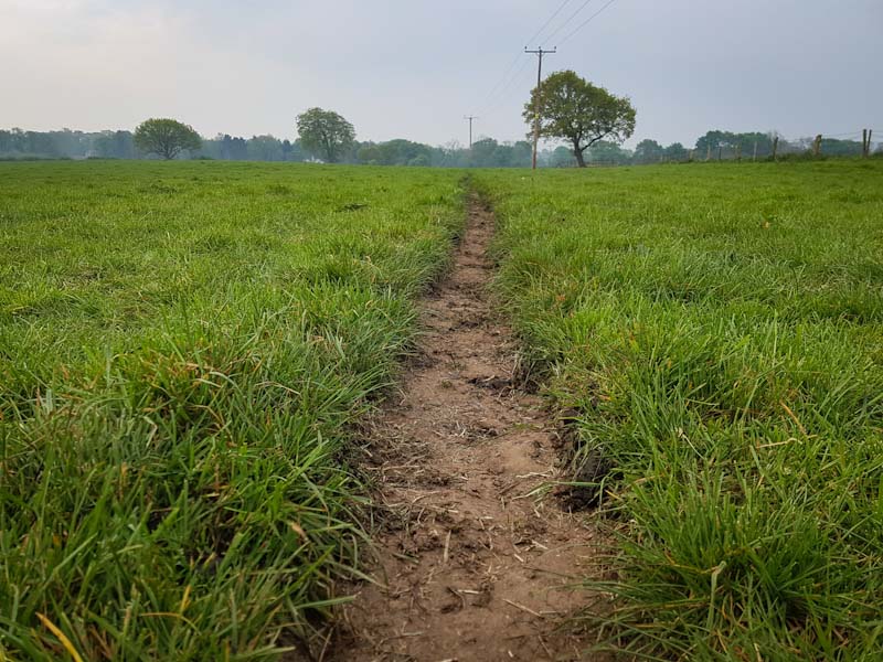 Dairy pasture with muddy path