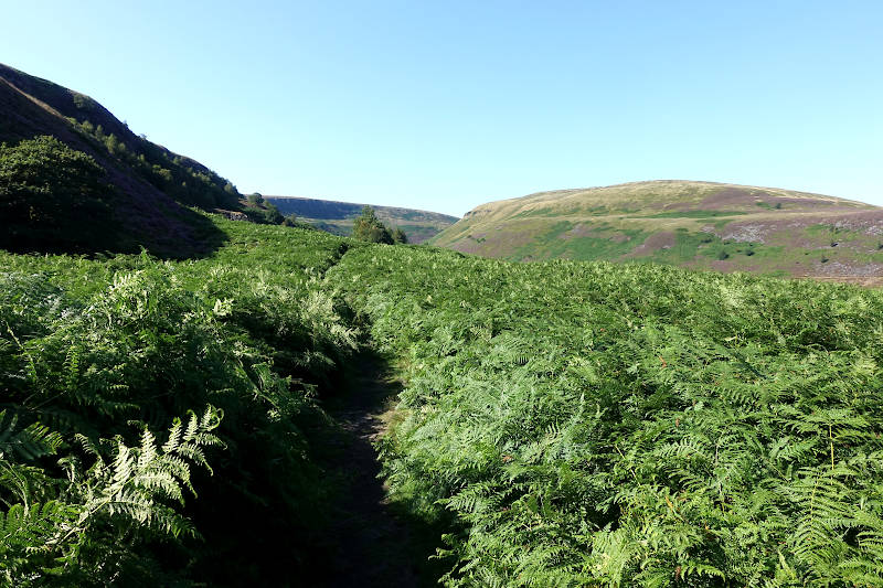 Fern-covered low level moorland, with mountains beyond.