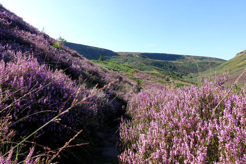 Heather clad moorland